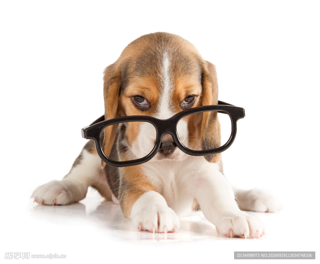 戴眼镜的比格幼犬