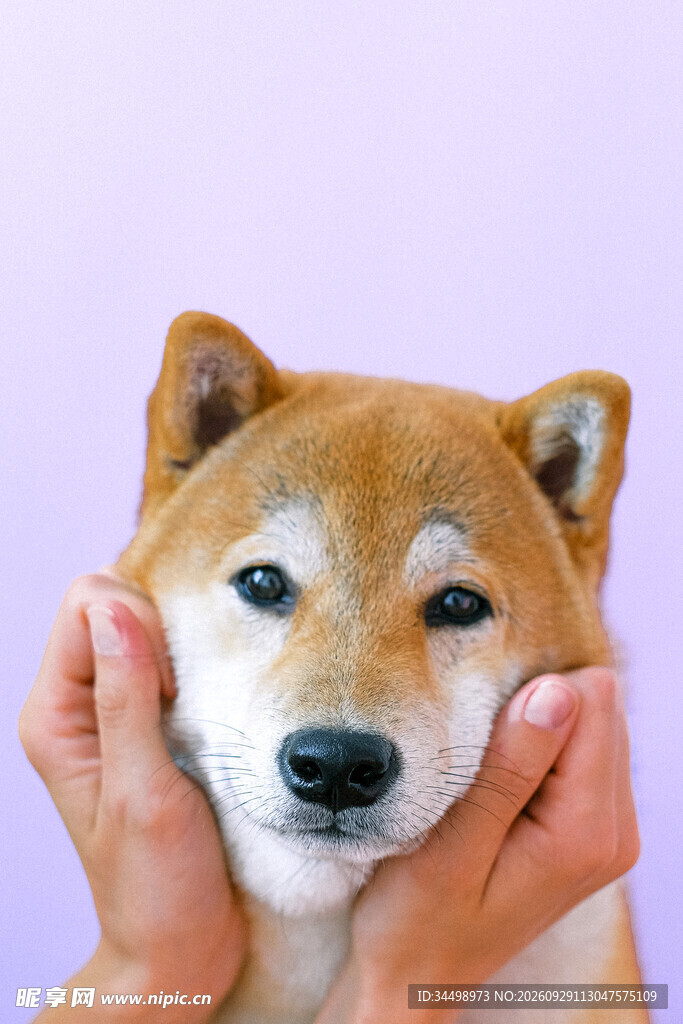 被捏脸的可爱柴犬