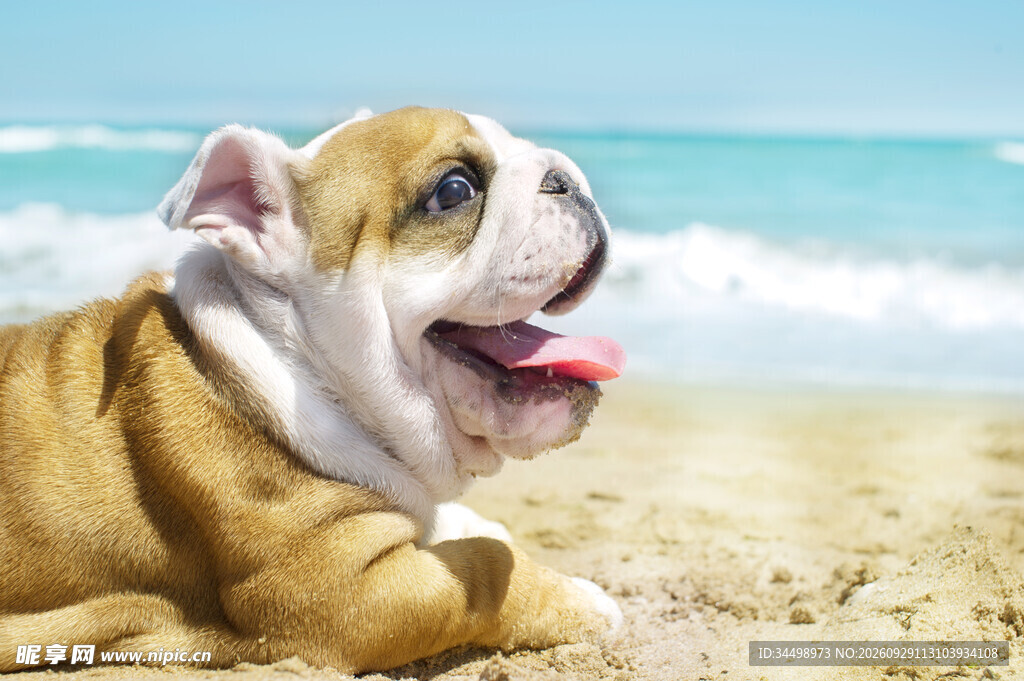 海滩上的斗牛犬