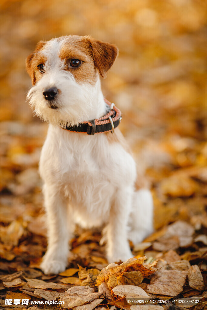 秋日户外杰克罗素梗犬