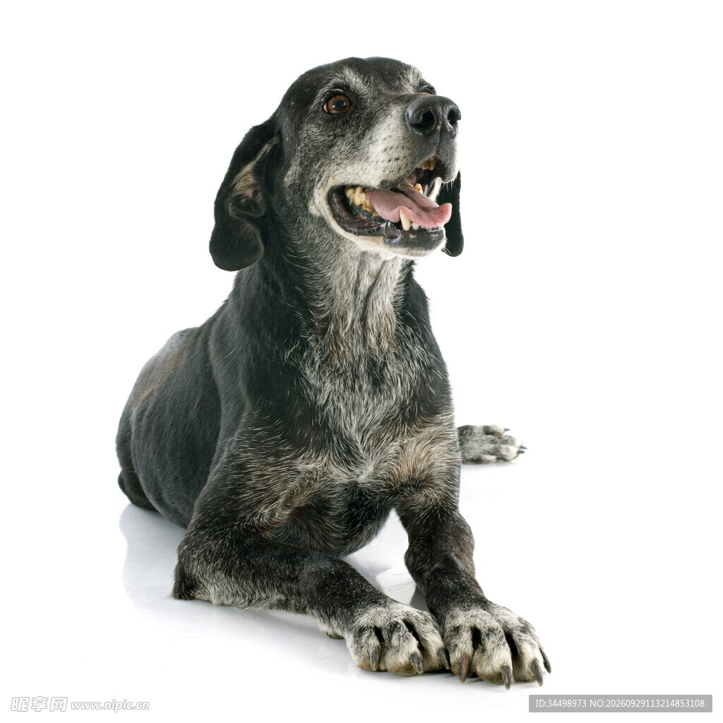 趴卧的威玛猎犬