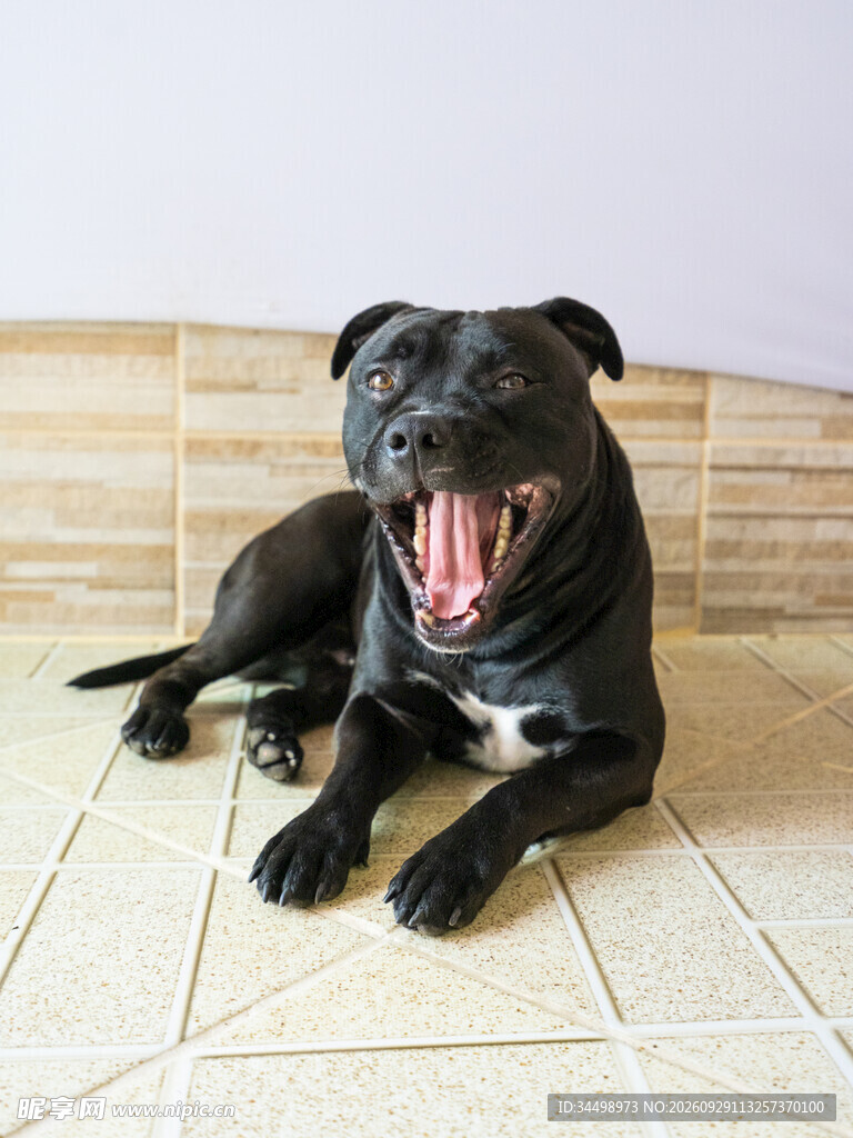 打哈欠的黑色宠物犬