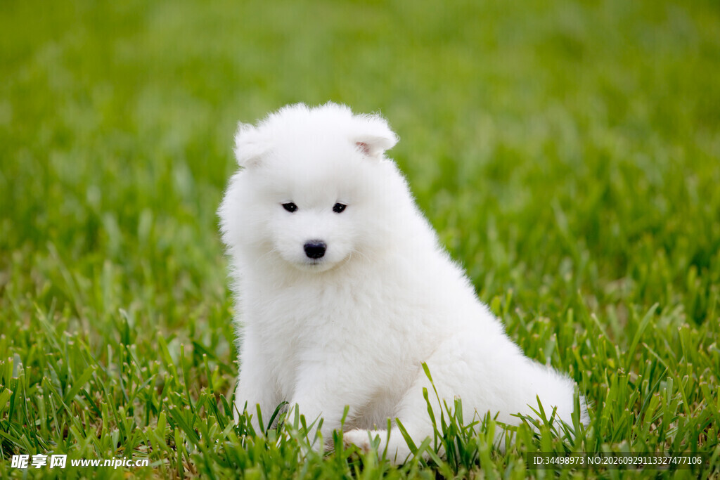 草地上的萨摩耶幼犬