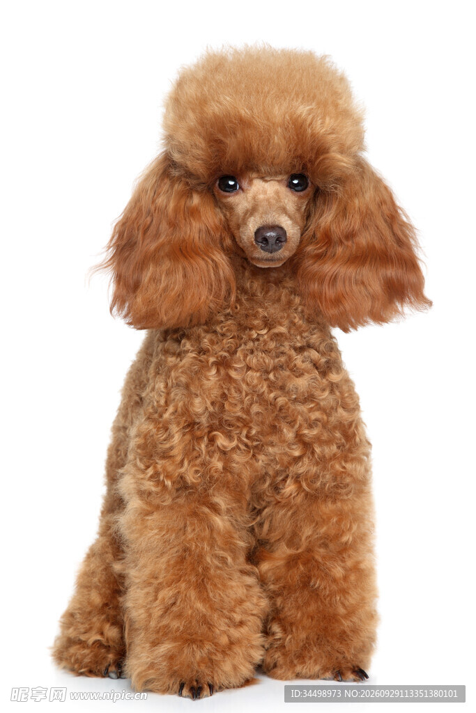 棕色贵宾犬坐姿写真