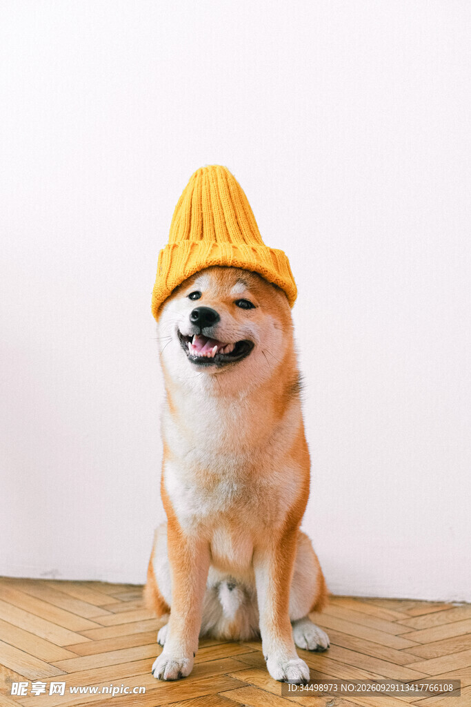 戴黄帽的开心柴犬