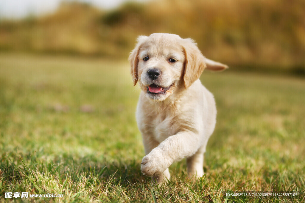 草地上奔跑的金毛幼犬