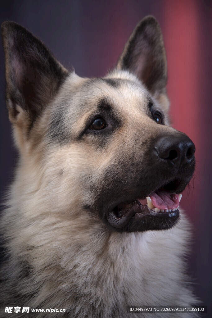 牧羊犬头部特写