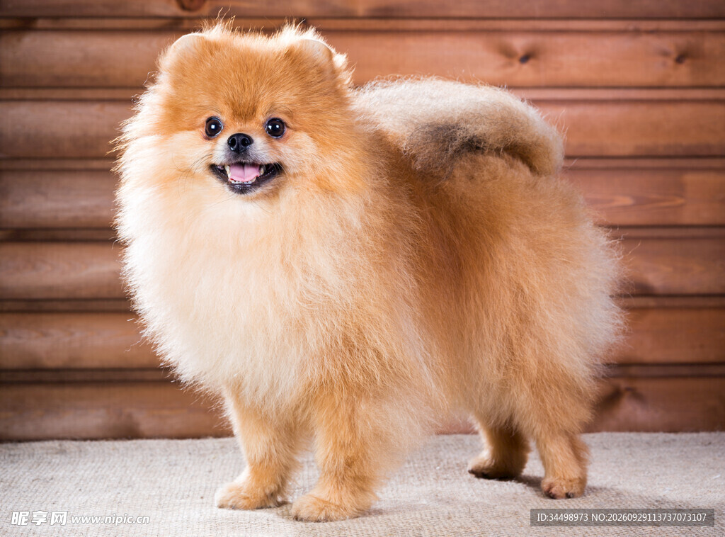 站立的可爱博美犬