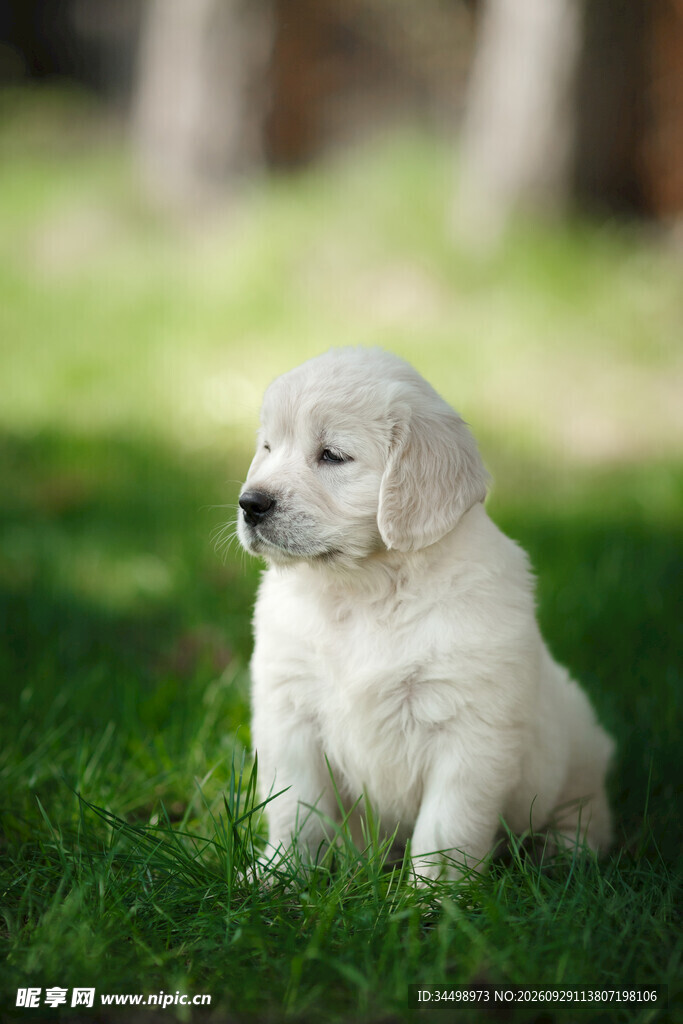 草坪上的可爱金毛幼犬