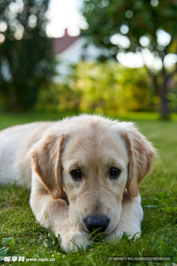 草地上休憩的金毛犬