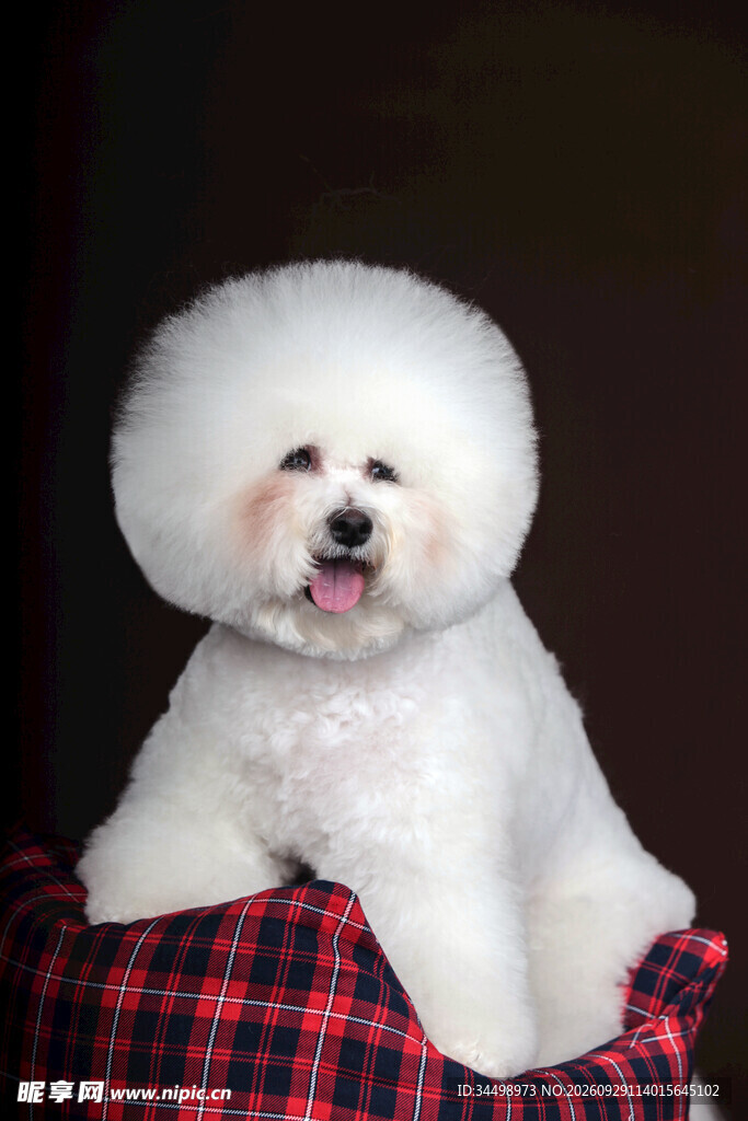 可爱比熊犬萌照