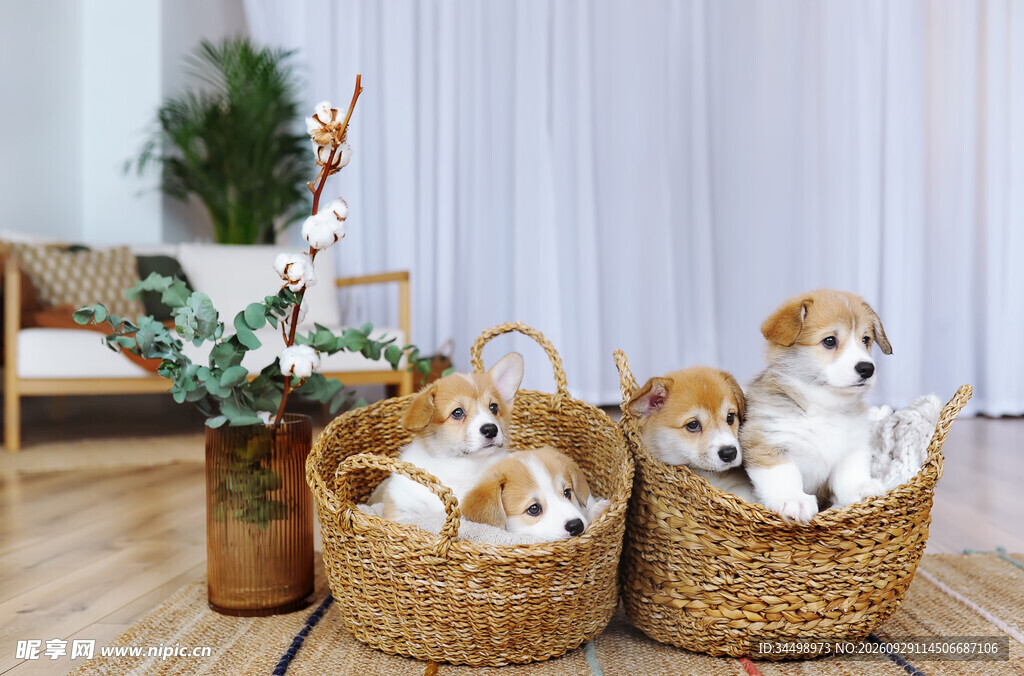 藤篮里的可爱幼犬