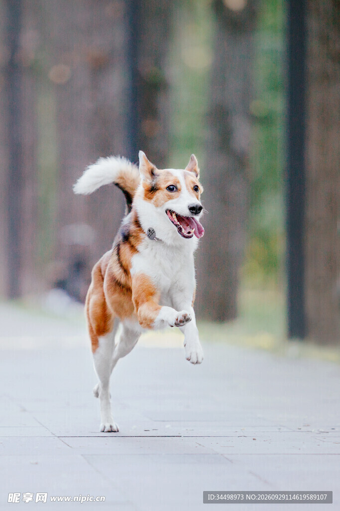 户外奔跑的柯基犬