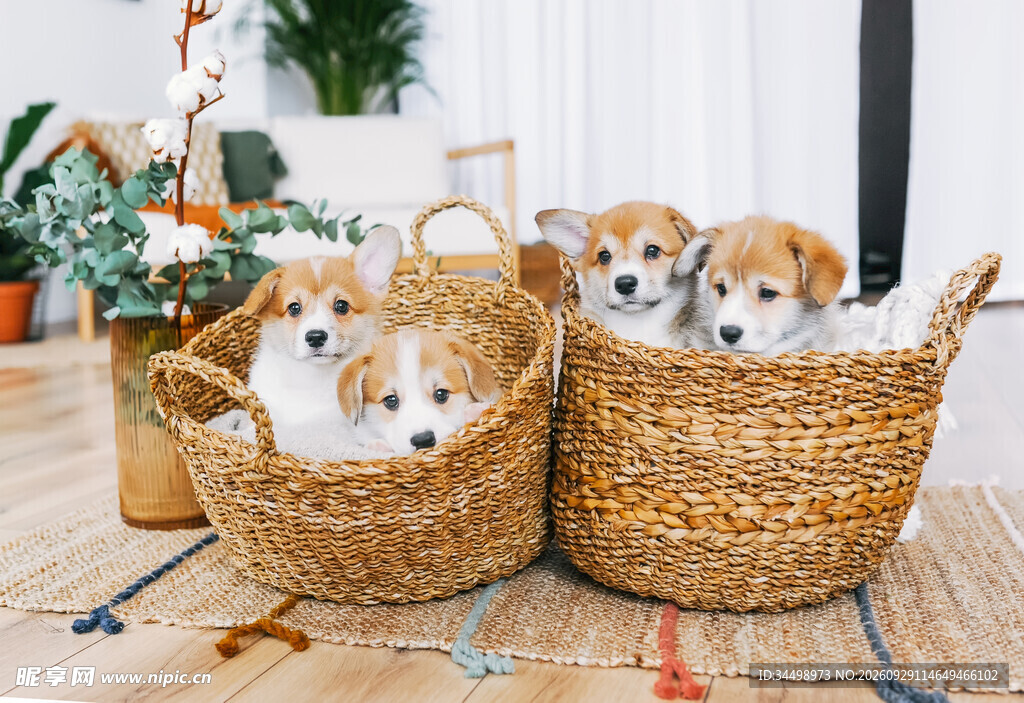 可爱柯基幼犬居家萌照
