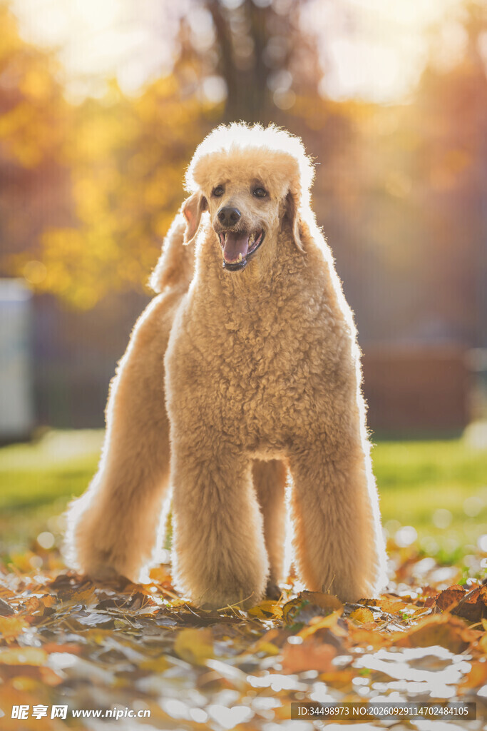 秋日户外的贵宾犬