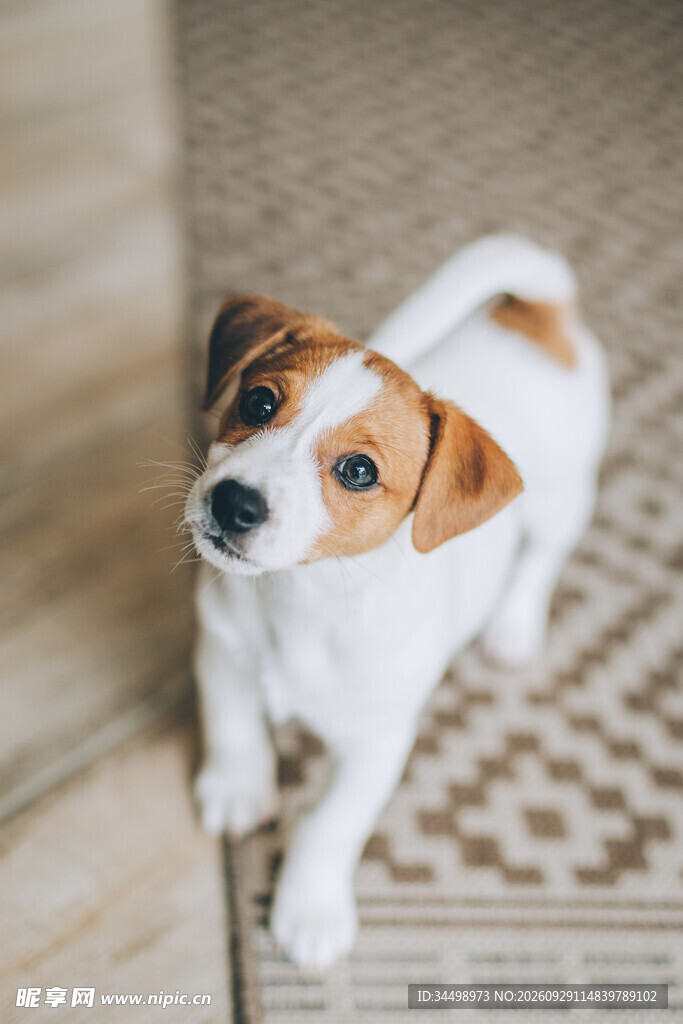 可爱杰克罗素梗幼犬