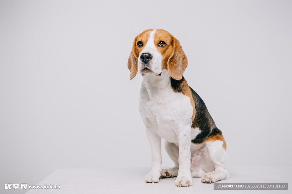 纯白背景坐姿比格犬