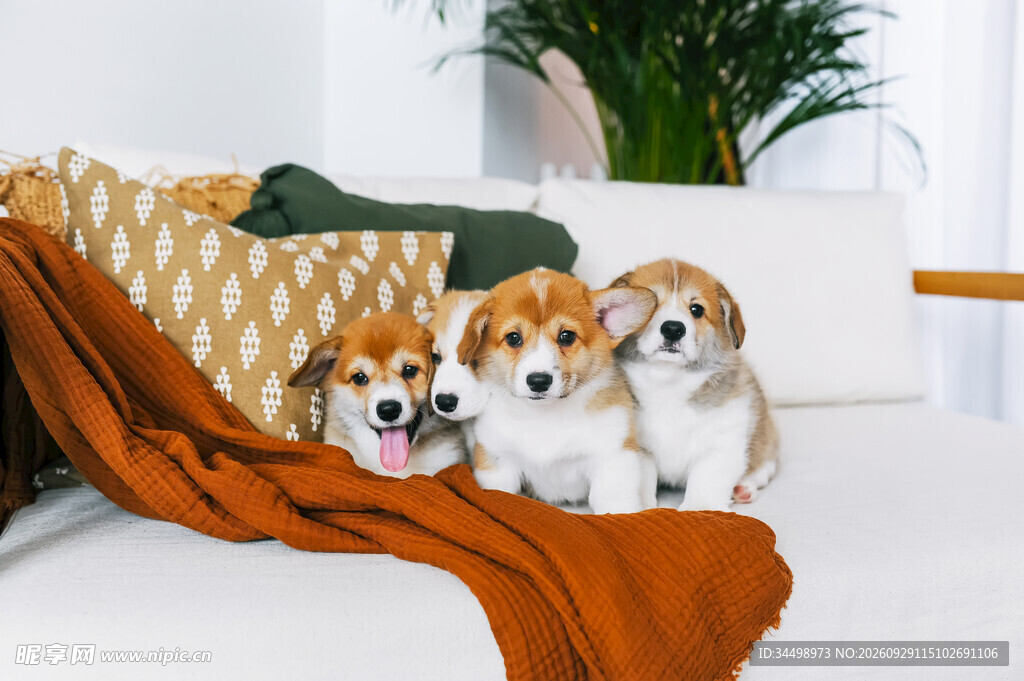 四只软萌柯基幼犬