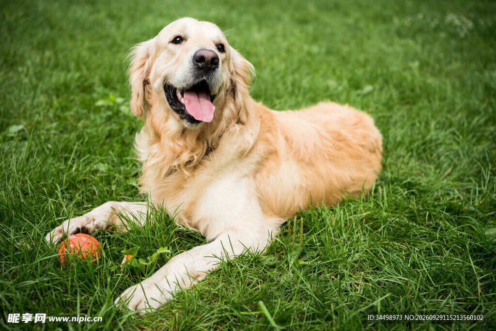 草坪上玩耍的金毛犬