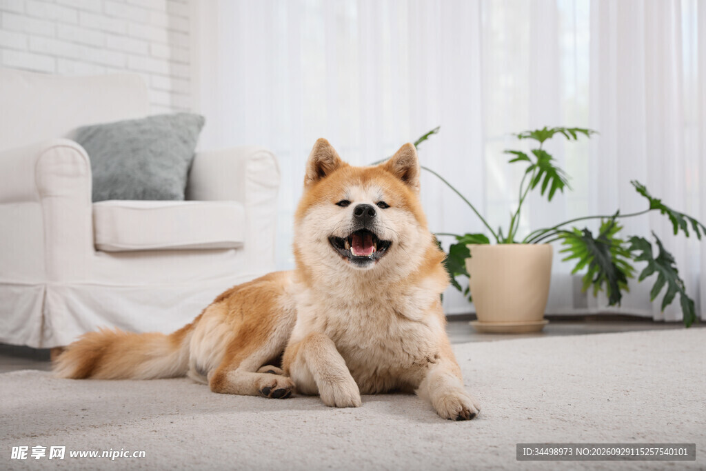 居家可爱秋田犬