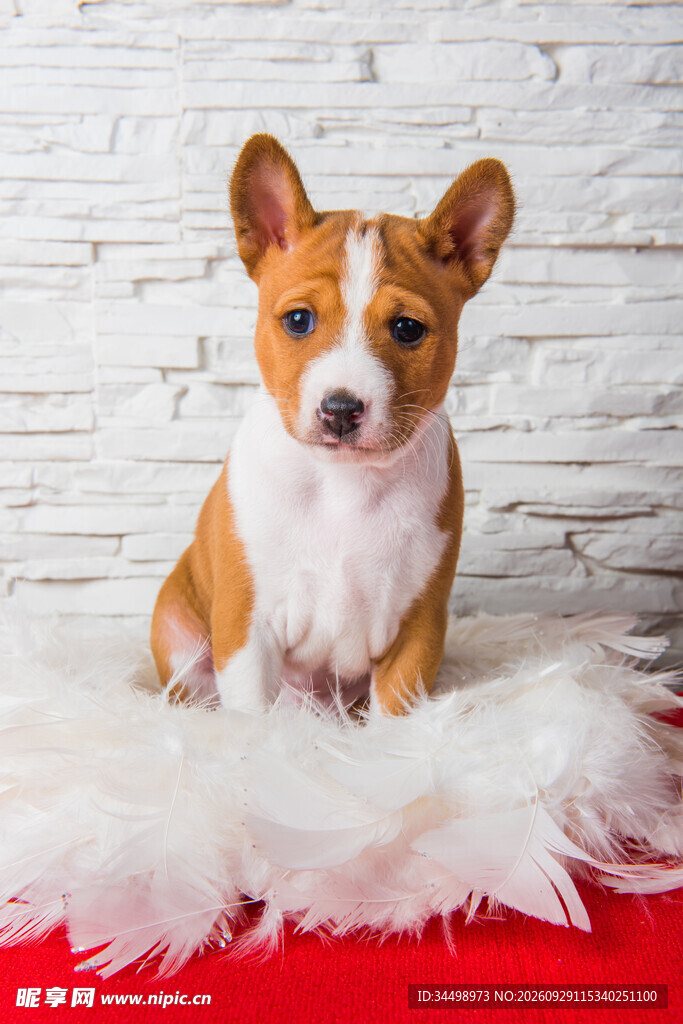 可爱柯基幼犬肖像