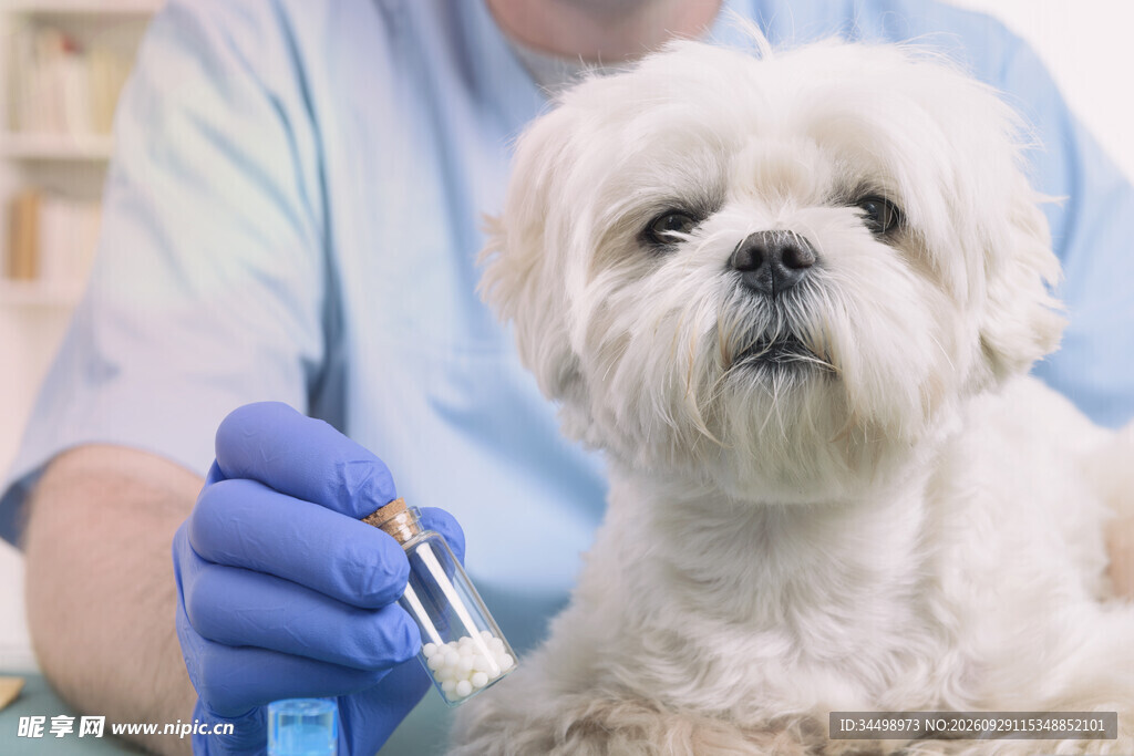 兽医为宠物犬做体检