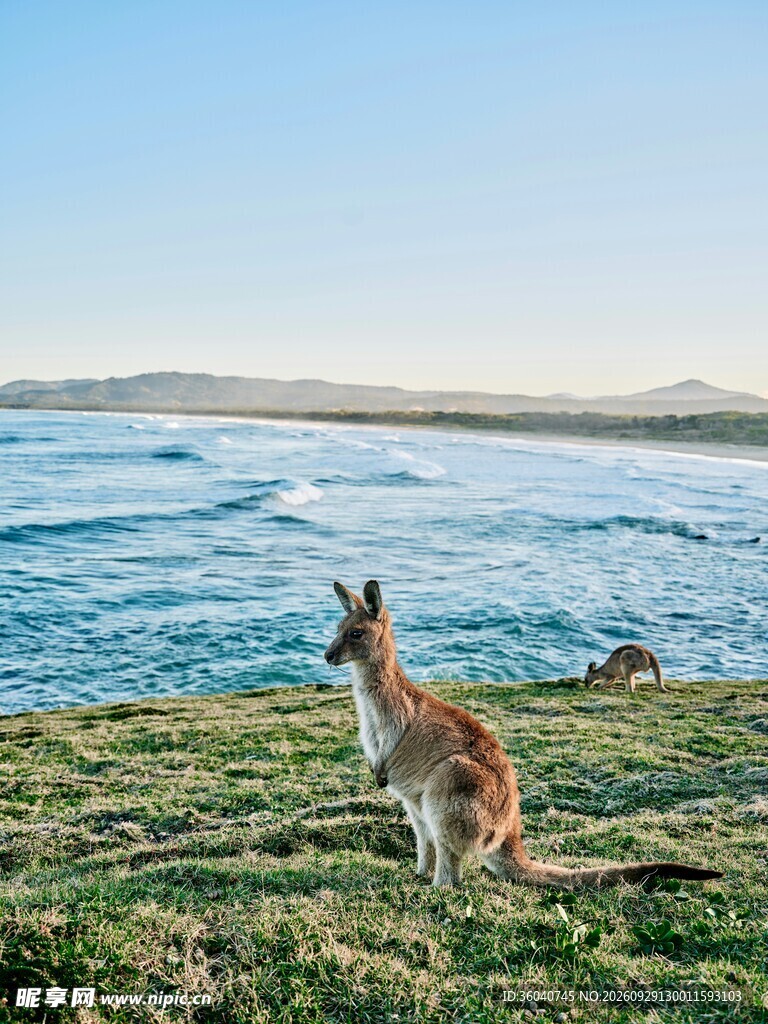 海边草地上的袋鼠