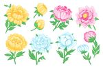 芍药插画素材