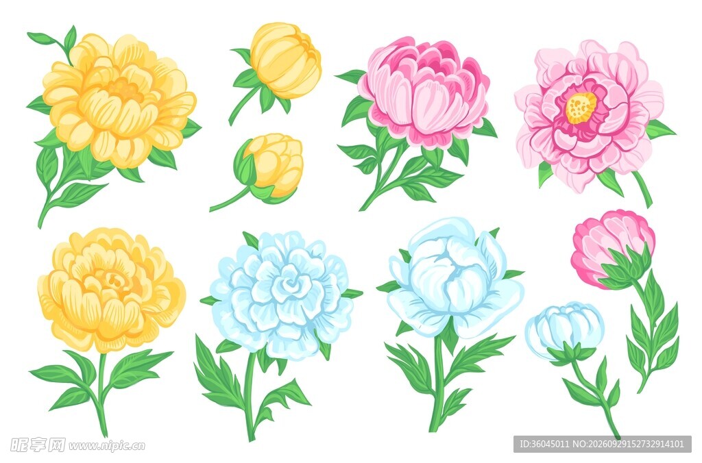 芍药插画素材