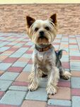 约克夏萌犬户外特写