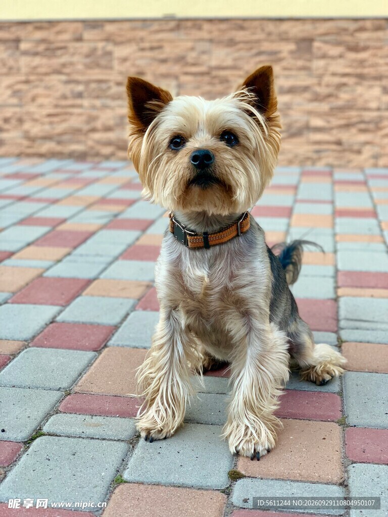 约克夏萌犬户外特写