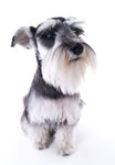 可爱雪纳瑞宠物犬