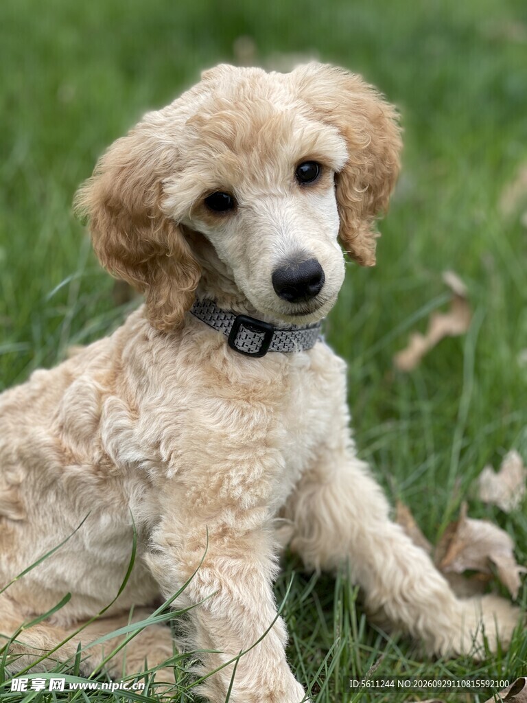草地上的可爱卷毛小狗