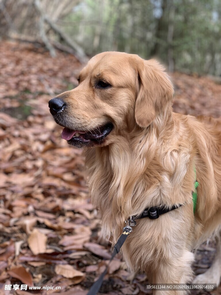 户外金毛犬