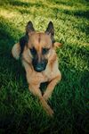 草地上的德国牧羊犬