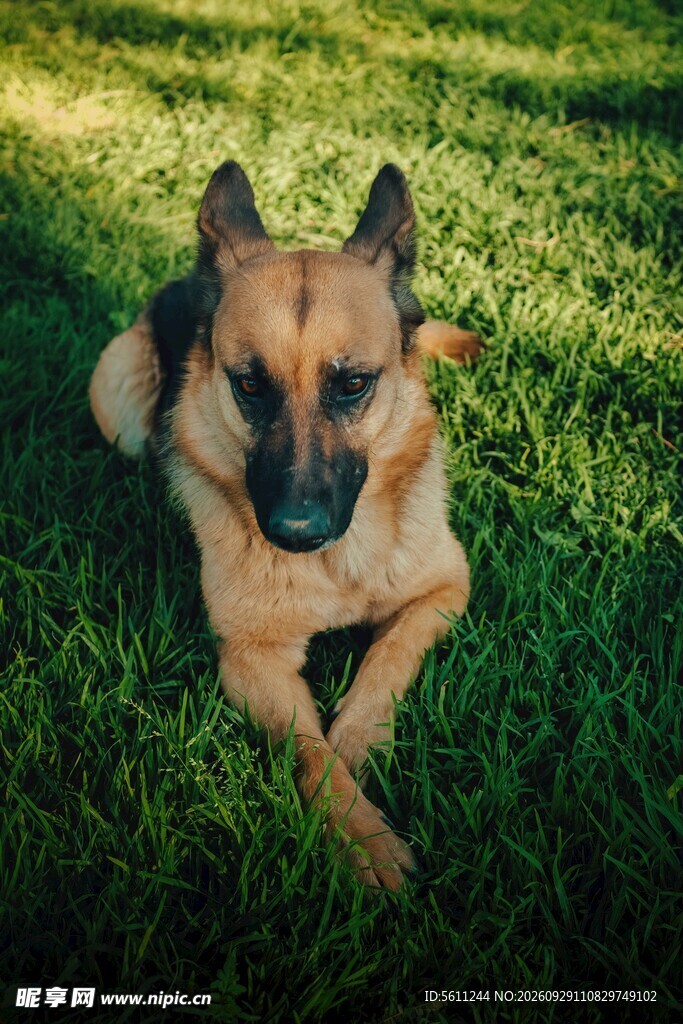 草地上的德国牧羊犬