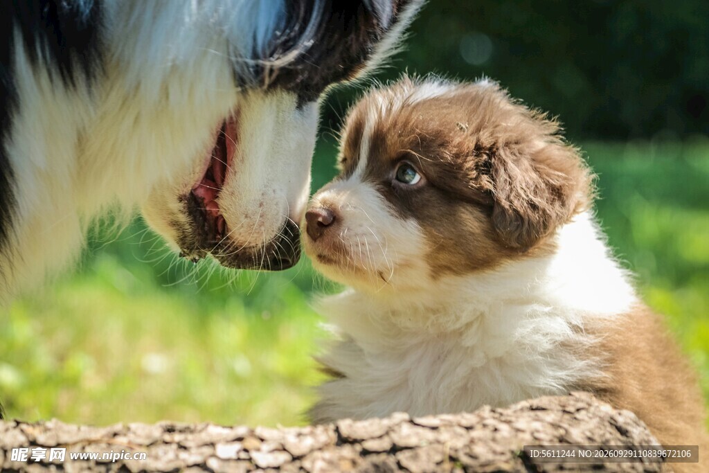 可爱澳牧幼犬户外特写