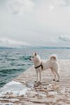 海边栈桥上的白犬