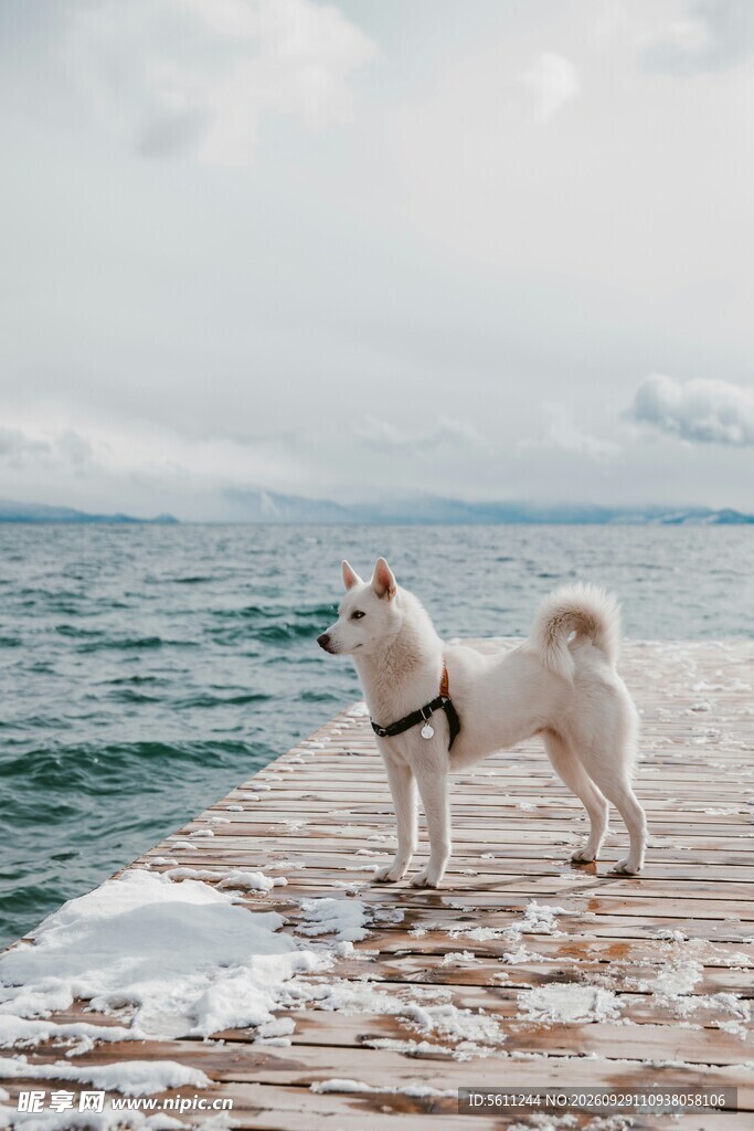 海边栈桥上的白犬