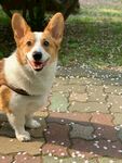 户外微笑的柯基犬