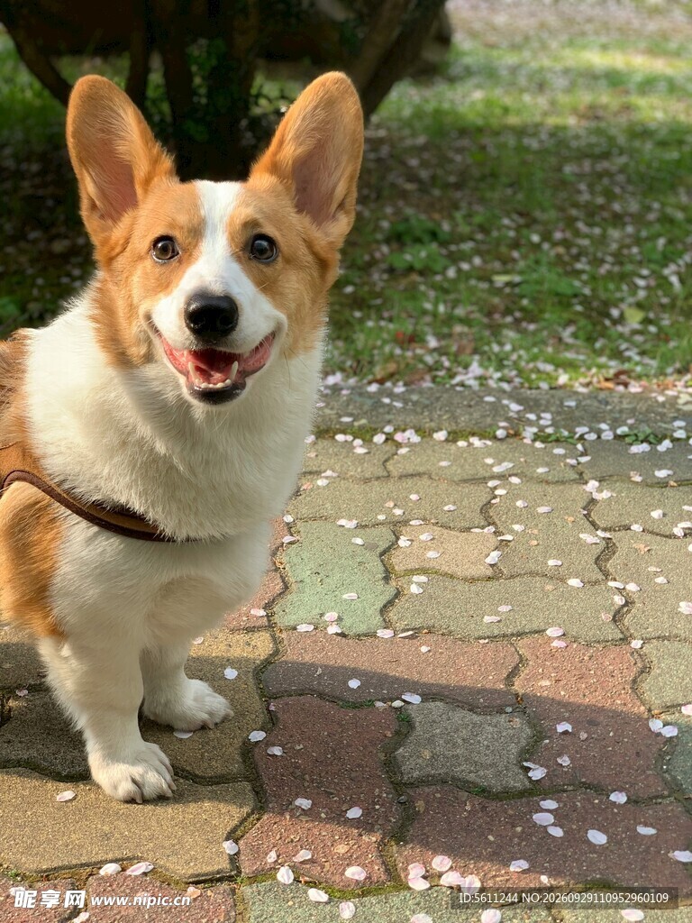 户外微笑的柯基犬