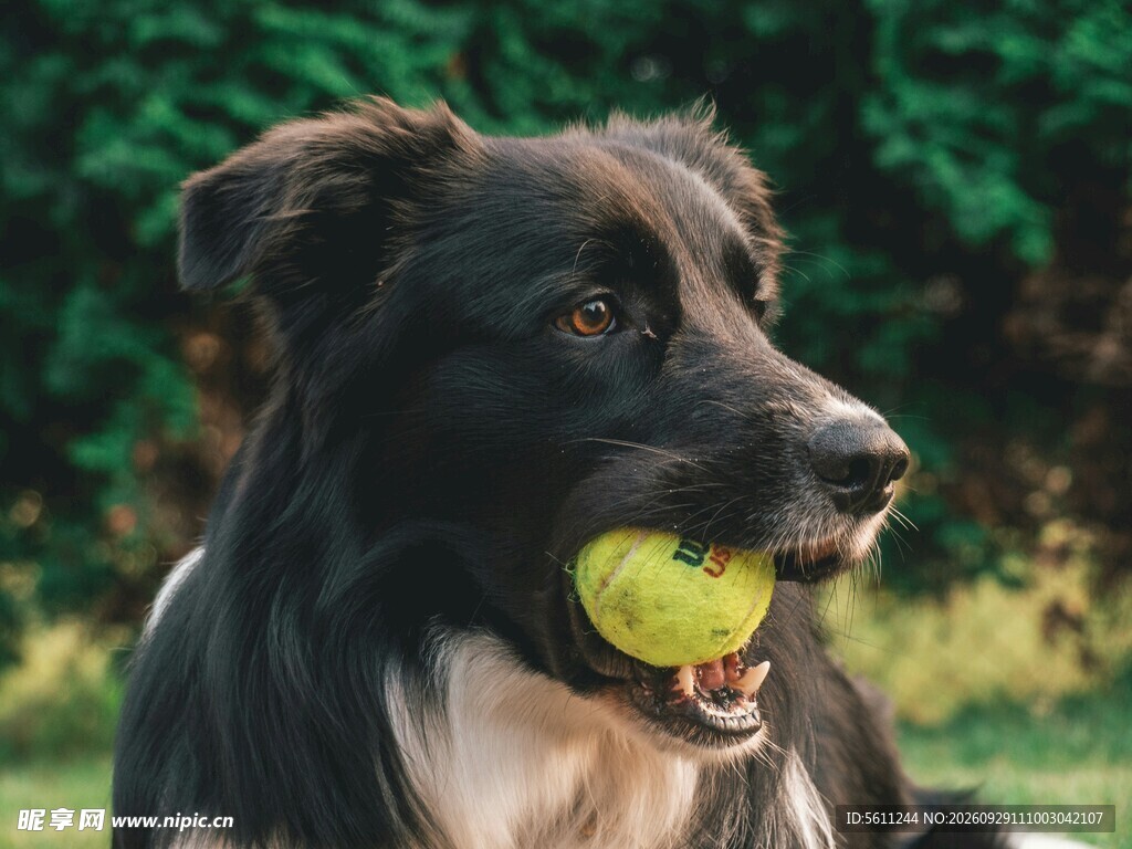 叼网球的宠物犬