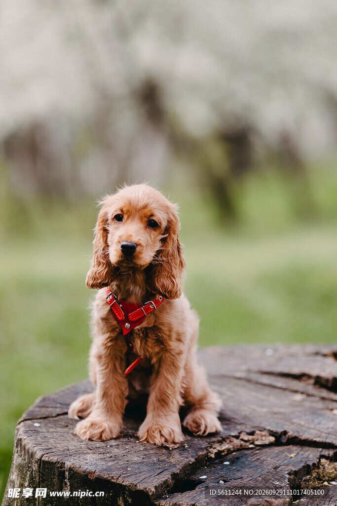 可爱可卡幼犬户外留影