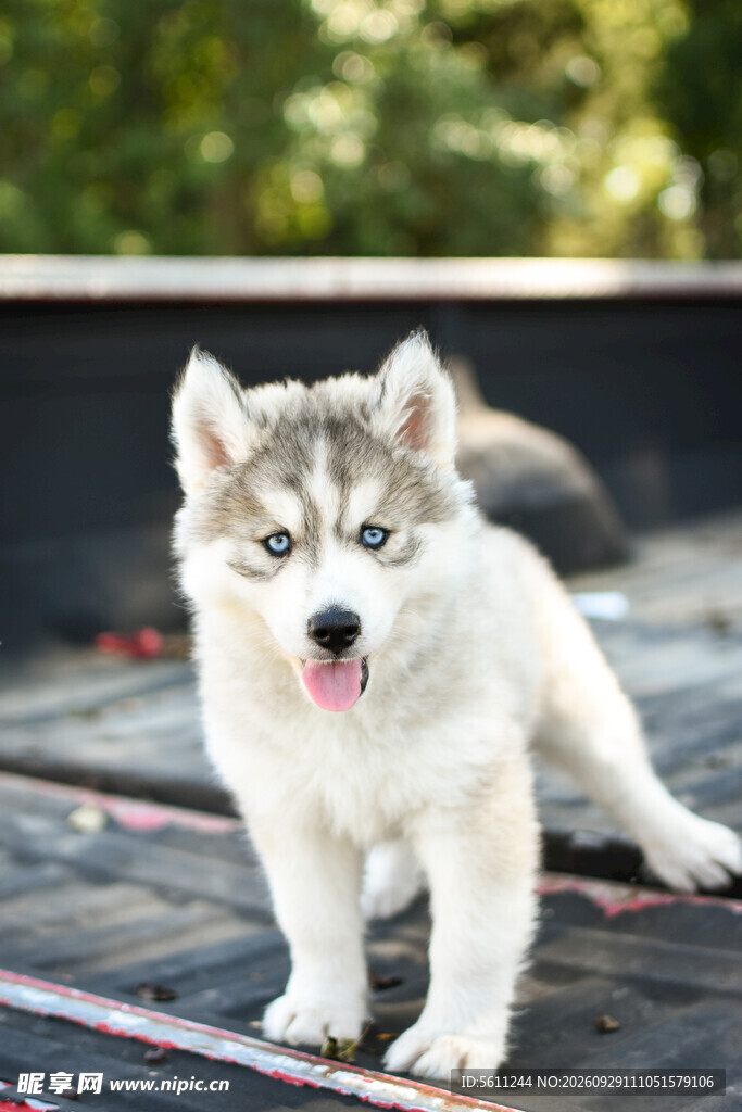 蓝眼可爱哈士奇幼犬