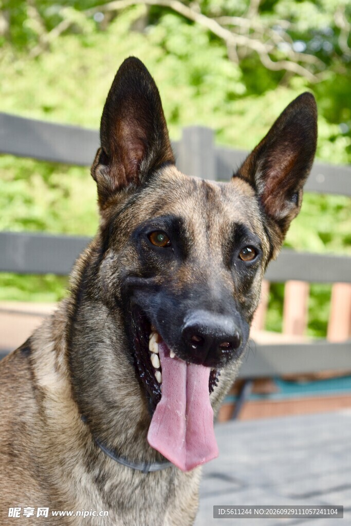 户外开心的马犬