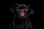 黑色巴哥犬呆萌肖像