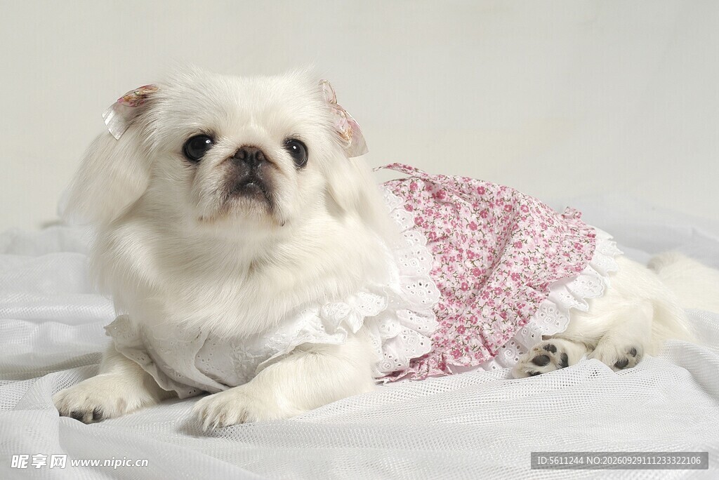 穿粉衣的白色京巴犬