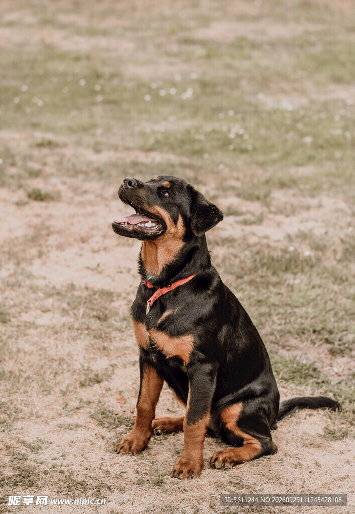 户外坐立的罗威纳犬