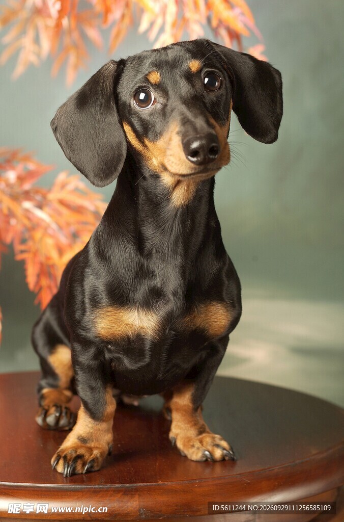 乖巧的黑棕腊肠犬