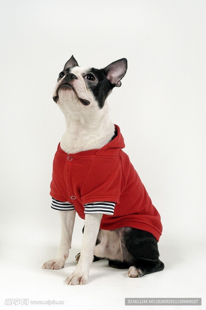 穿红衣的波士顿梗犬